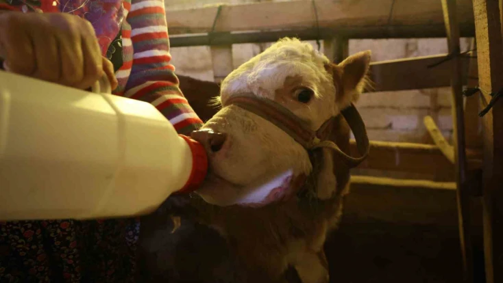 Annesi ölen buzağıyı elleriyle besliyorlar