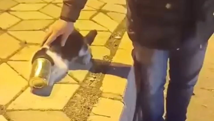 Başına konserve sıkışan kedi kurtarıldı