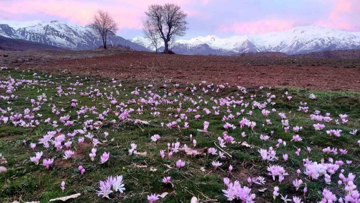 Elazığ'da baharın habercisi çiğdemler erken açtı