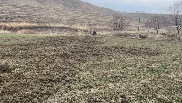 Elazığ'da domuzlar ekili 10 dönüm araziyi talan etti
