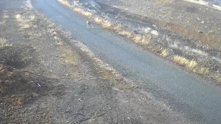 Elazığ'da mezraya inen kurt görüntülendi