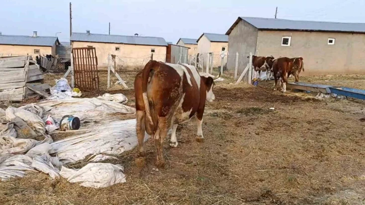 Elazığ'da şap hastalığı ve ölümler üreticiyi zorluyor