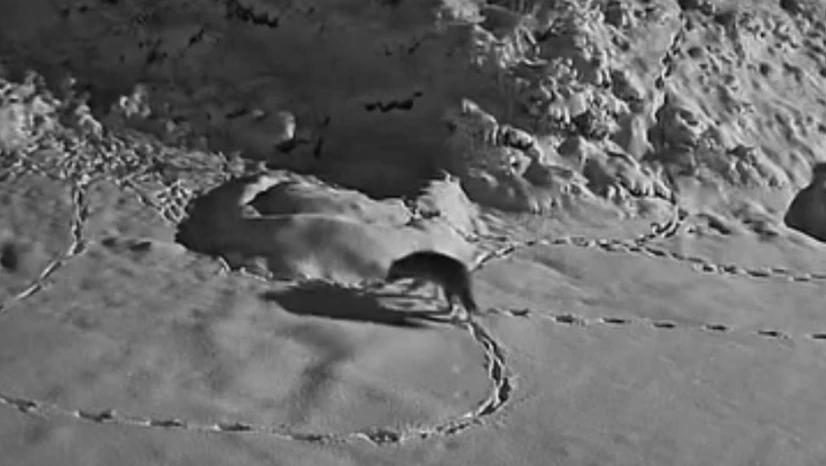 Aç kalan kurt mezraya indi