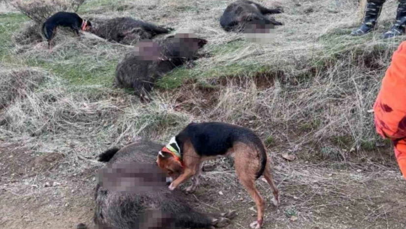 Elazığ'da avcılar sürü halinde domuz avladı