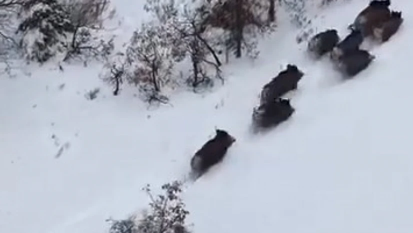 Elazığ'da domuz sürüsü dron ile görüntülendi