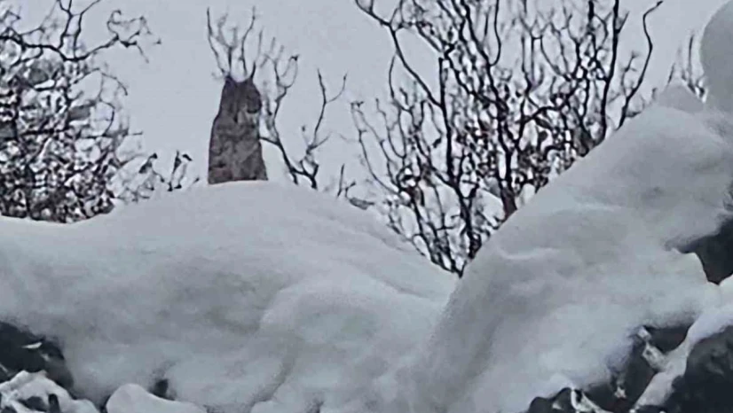 Elazığ'da koruma altındaki vaşak görüntülendi