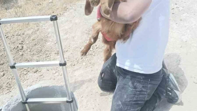 Elazığ'da kuyuya düşen keçi ve koyunları itfaiye kurtardı