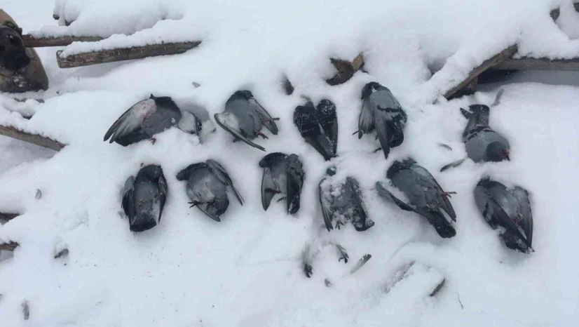 Elazığ'da onlarca güvercin donarak telef oldu