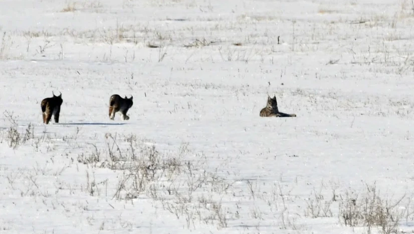 Elazığ'da vaşak ailesi görüntülendi