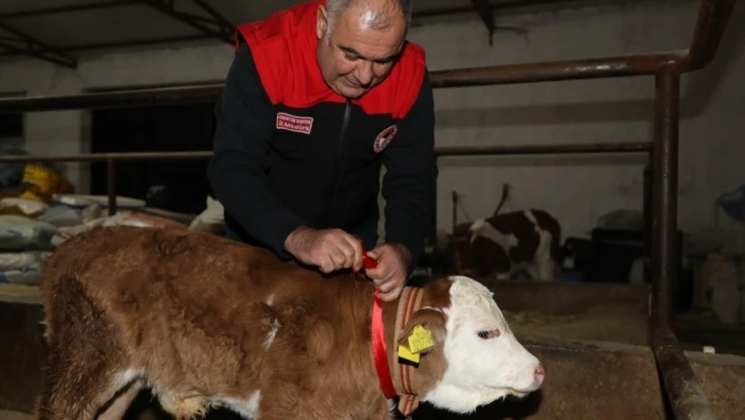 Elazığ'da yılın ilk buzağısına 'Bereket' adı verildi