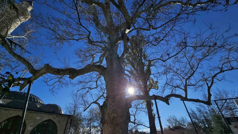 Harput'un 3 asırlık çınarı yıllara meydan okuyor