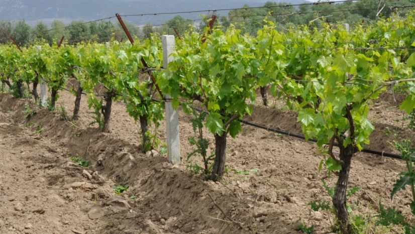 Hoş Köyü Üzüm Üreticileri Hırsızlardan Dertli