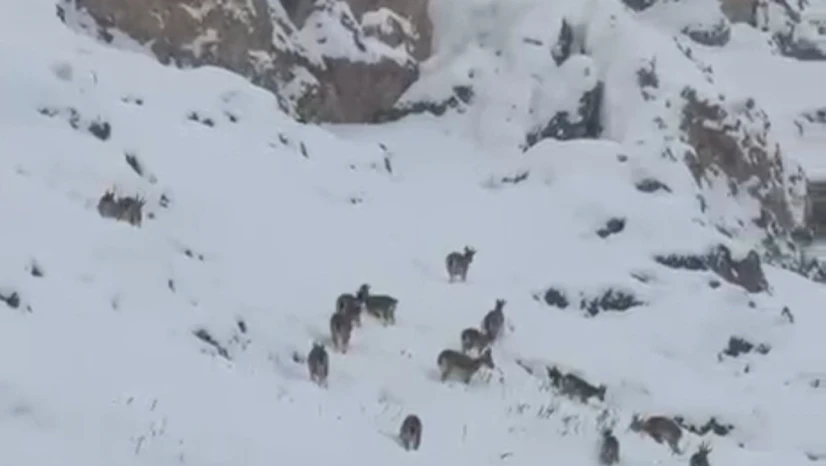 Kar üzerinde otlanan dağ keçileri sürü halinde görüntülendi