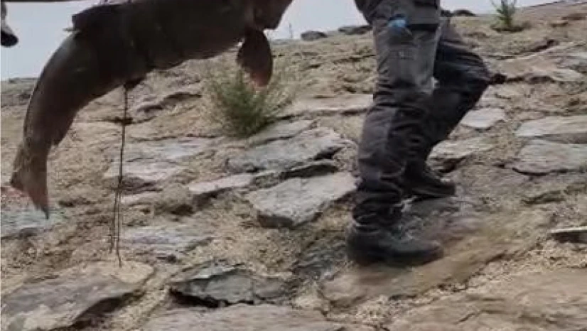 Nehirde yakalanan 60 kiloluk dev turna balığını, çam sırığına bağlayıp taşıdılar