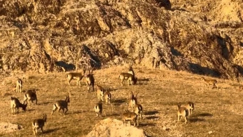 Palu'daki tarihi kalede dağ keçileri görüldü