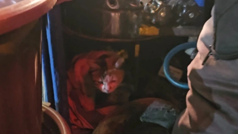 Sokak kedisine üşümesin diye kestane kazanının yanında bakıyor