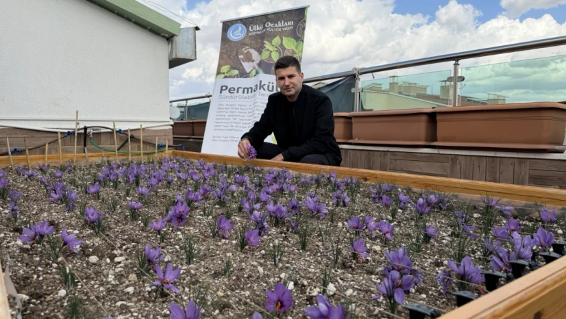 Ülkü Ocakları Genel Merkezi'nin Terasında Safran Hasadı