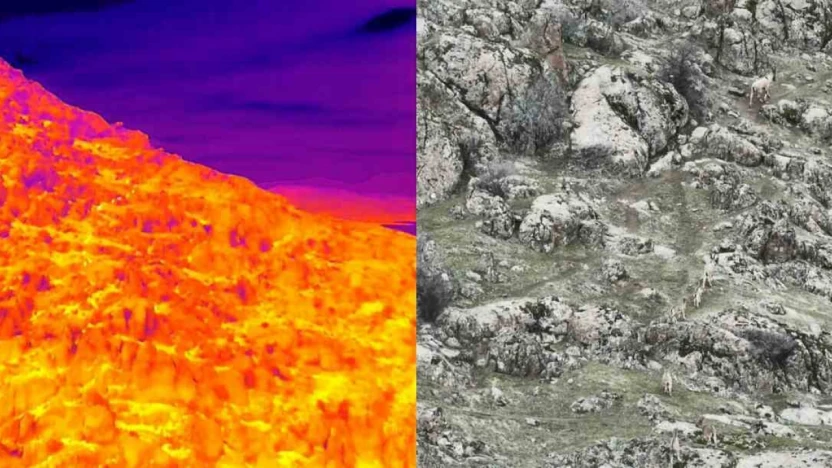 Dağ keçileri termal dron ile görüntülendi