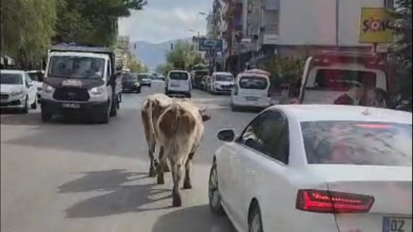 Elazığ'da caddeye çıkan inekler sürücülere zor anlar yaşattı