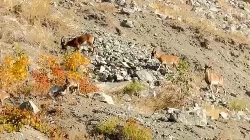 Elazığ'da dağ keçileri sürü halinde görüntülendi