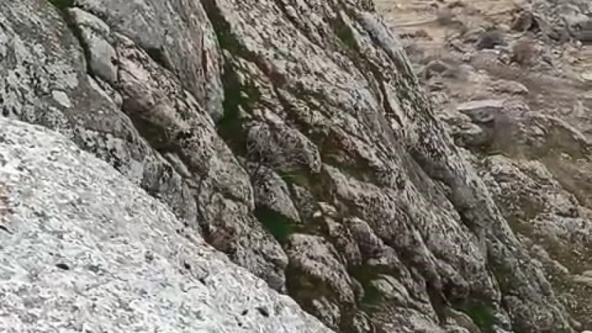 Elazığ'da dağ keçileri sürü halinde görüldü