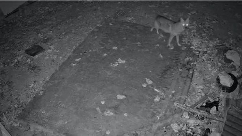 Elazığ'da evin etrafında yiyecek arayan çakal kamerada