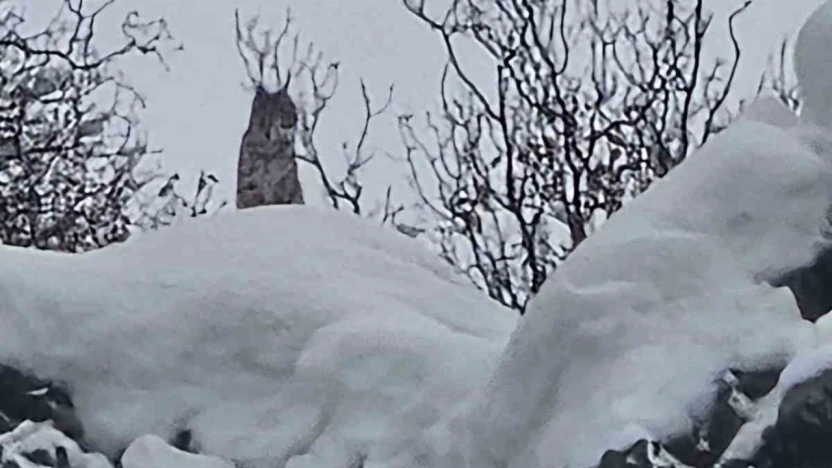 Elazığ'da koruma altındaki vaşak görüntülendi