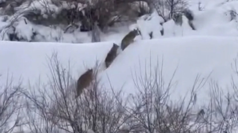 Elazığ'da kurt sürüsü görüldü