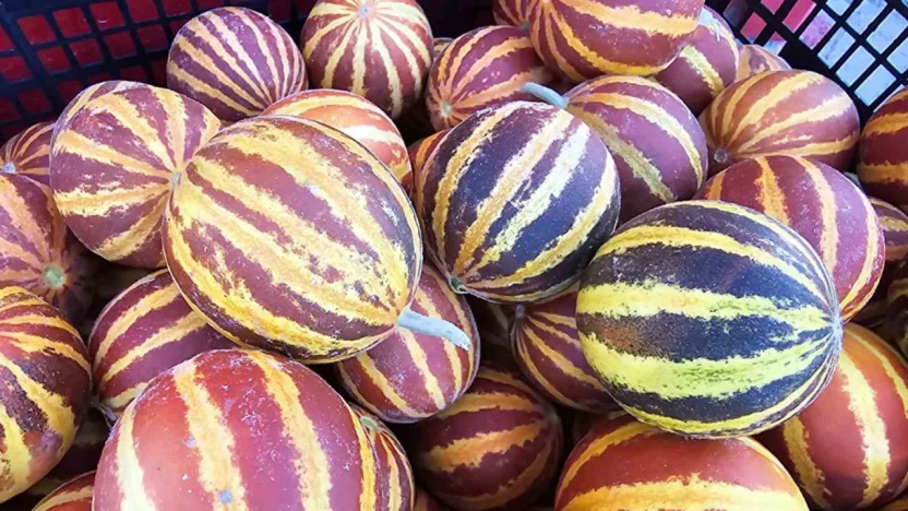 Elazığ'da şamama kavunu tezgahlarda