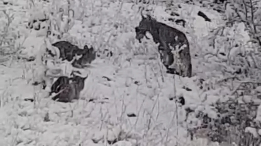 Elazığ'da vaşak ailesi görüntülendi