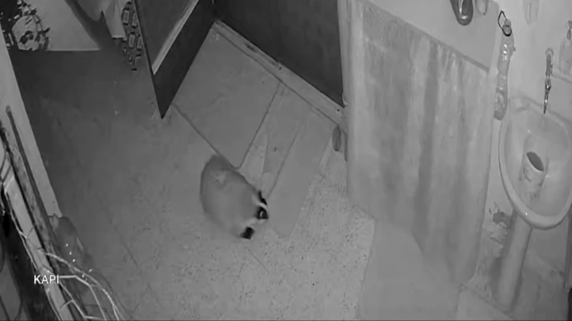 Kedilerinin mamasına dadanan porsuk için evine alarm sistemi kurdu