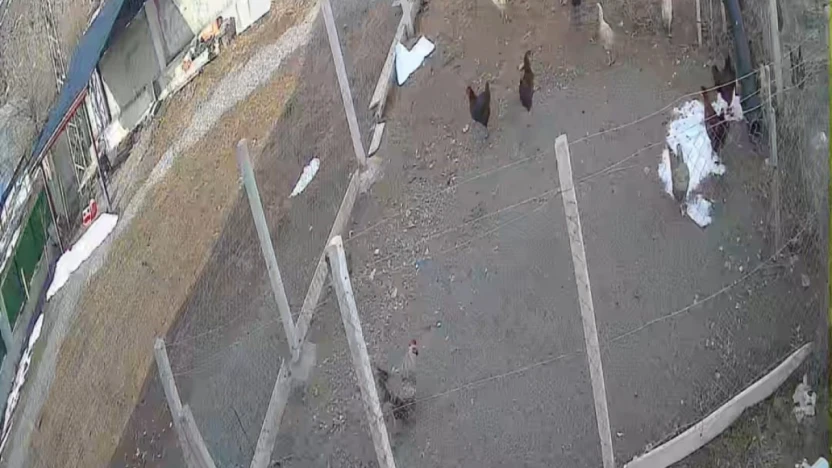 Kümese giren tilki tavuğu alıp götürdü: O anlar kamerada