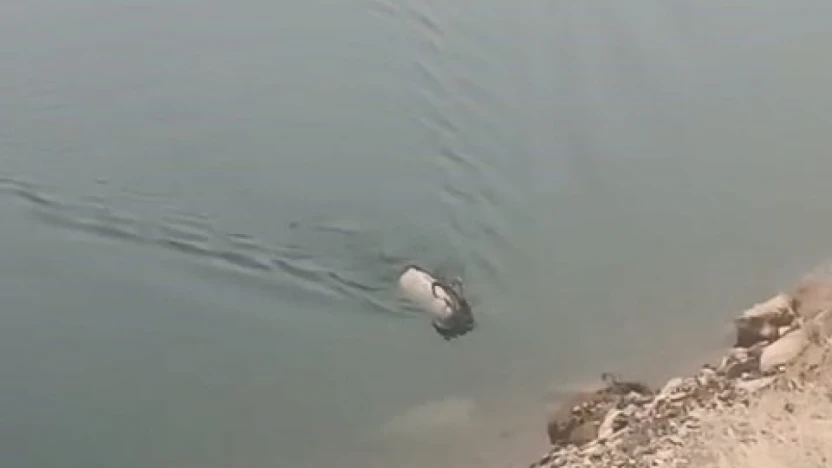 Sarp kayalıkların ustası baraj gölünde yüzerken görüldü