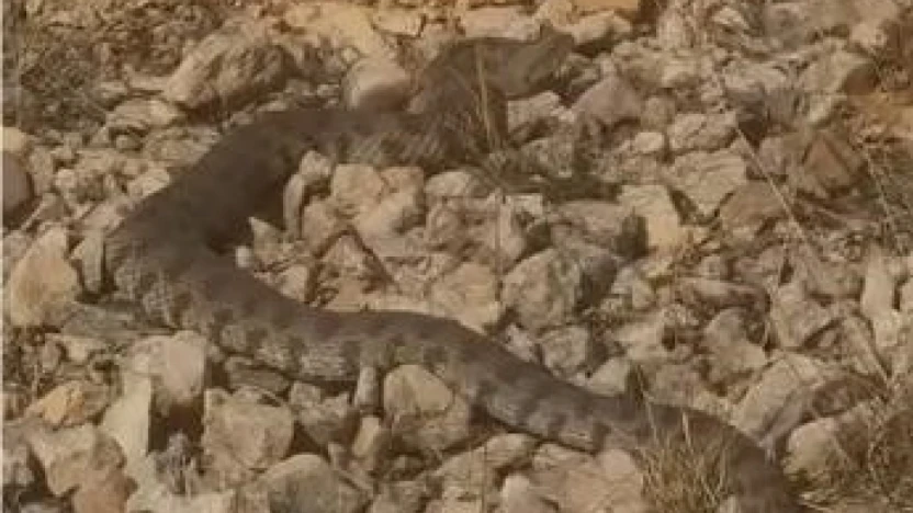 Tek ısırığı bir insanı öldürmeye yeten dev engerek yılanı görüntülendi