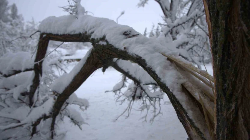 Yoğun kar yağışı Harput'ta çok sayıda ağacın dallarını kırdı