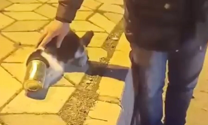 Başına konserve sıkışan kedi kurtarıldı
