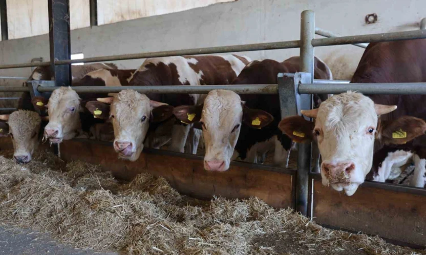 Elazığ Bölge Veterinerler Odası Başkanı Bulut: 'Şap hastası olan hayvanın kesilmesinde bir sakınca yoktur'