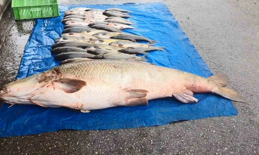 Elazığ'da 52 kilogram ağırlığında turna yakalandı