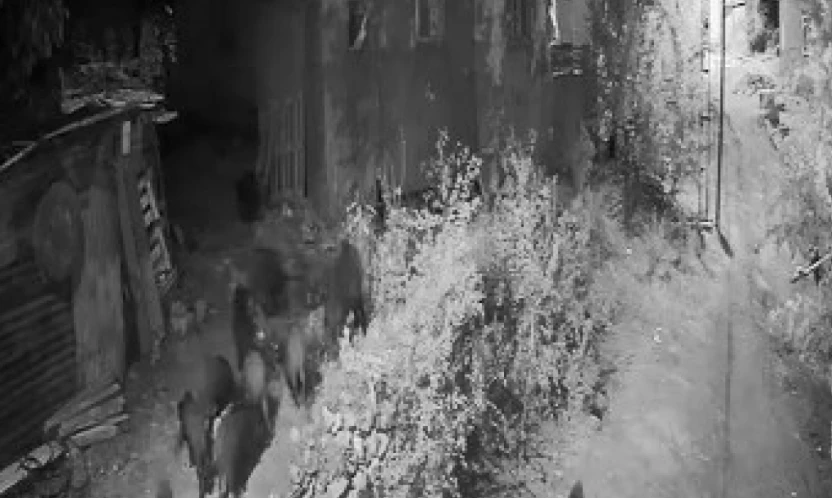 Elazığ'da aç kalan domuz sürüsü bahçeye dadandı