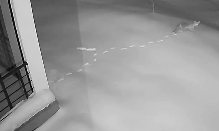 Elazığ'da aç kalan yaban hayvanları köye indi