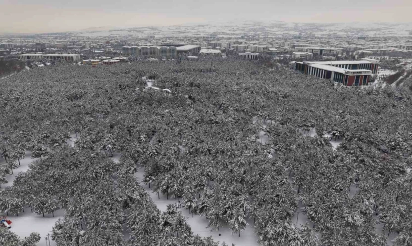 Elazığ'da beton yığınlarının arasındaki beyaz vaha mest etti