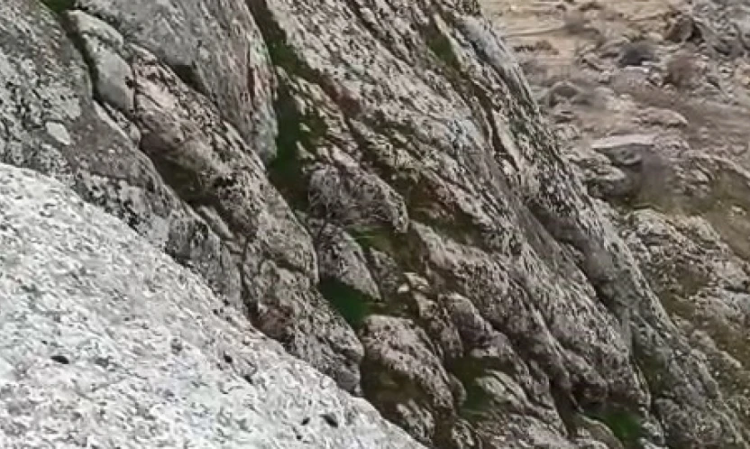 Elazığ'da dağ keçileri sürü halinde görüldü