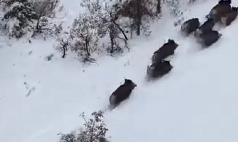 Elazığ'da domuz sürüsü dron ile görüntülendi