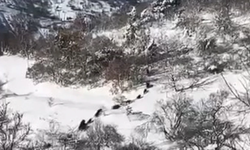 Elazığ'da domuz sürüsü görüldü