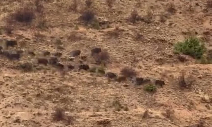 Elazığ'da domuz sürüsü görüntülendi
