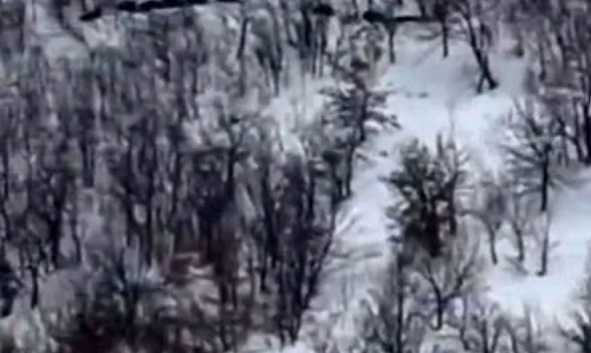 Elazığ'da domuz sürüsünü 'ordu geliyor' diye kayda aldı