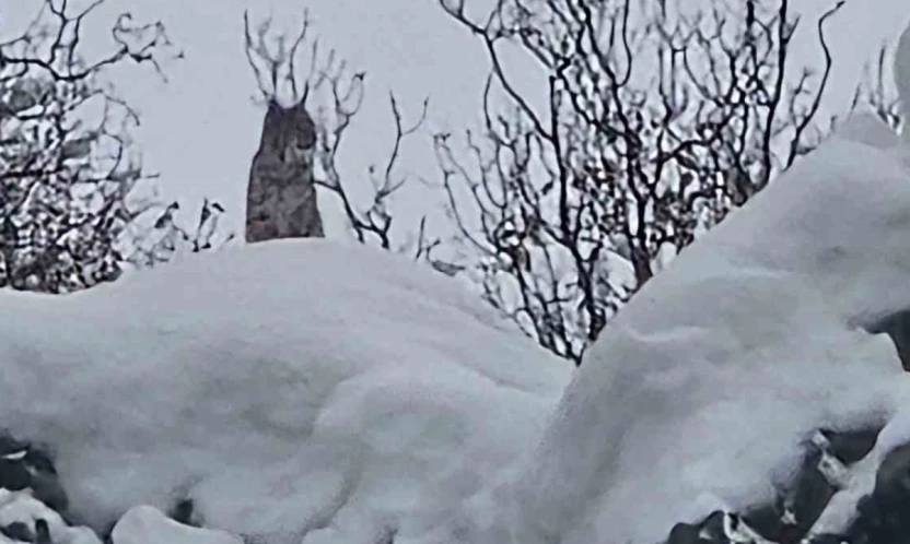 Elazığ'da koruma altındaki vaşak görüntülendi
