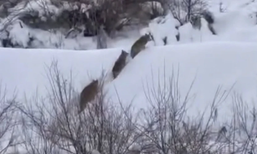 Elazığ'da kurt sürüsü görüldü