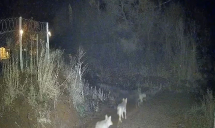 Elazığ'da kurtlar sürü halinde görüldü
