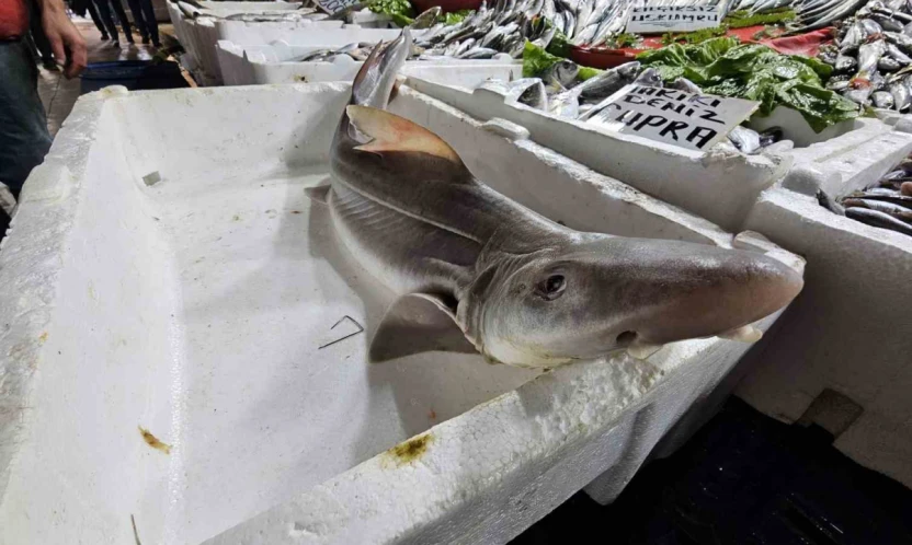 Elazığ'da satışa çıkarılan köpek balığı ilgi odağı oldu